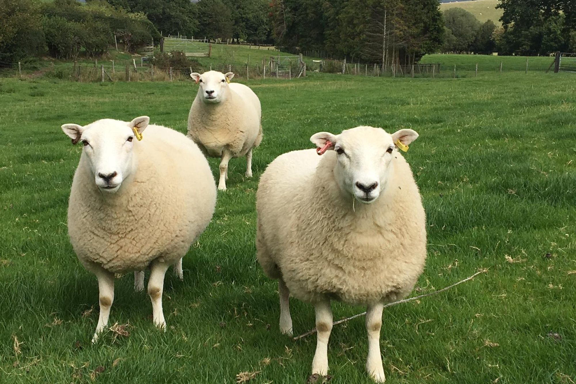 Farm-Animal-Vets