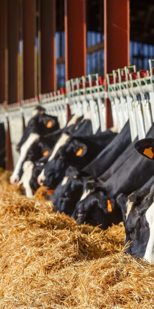 Farm-Animals-Vets-North-Wales