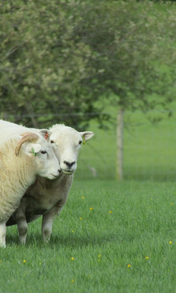 Veterinary-Services-North-Wales