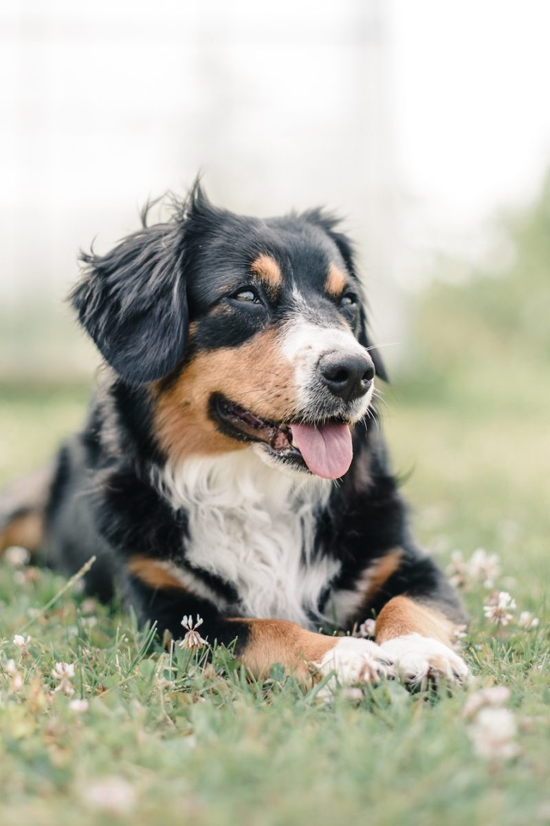 anastasia-ulyanova-aFqfi1ASUJc-unsplash